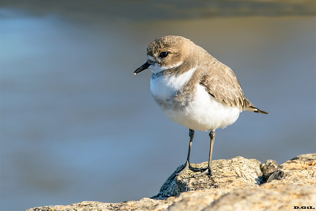falkla6a0961 